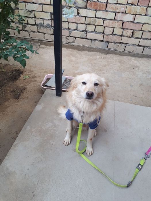 Собака бесплатно