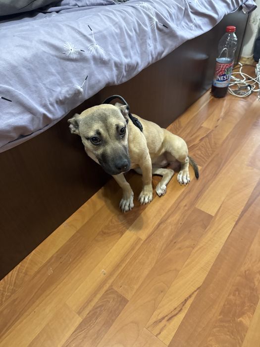 Vand catelusa cu varsta de 6 luni