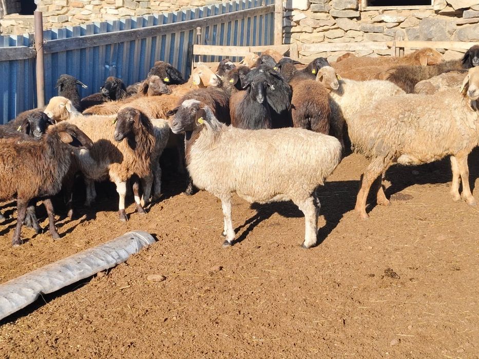 Продам баран 130 галов