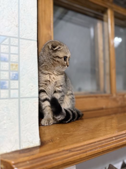 Скоттиш-фолд девочка 2.5 месяца