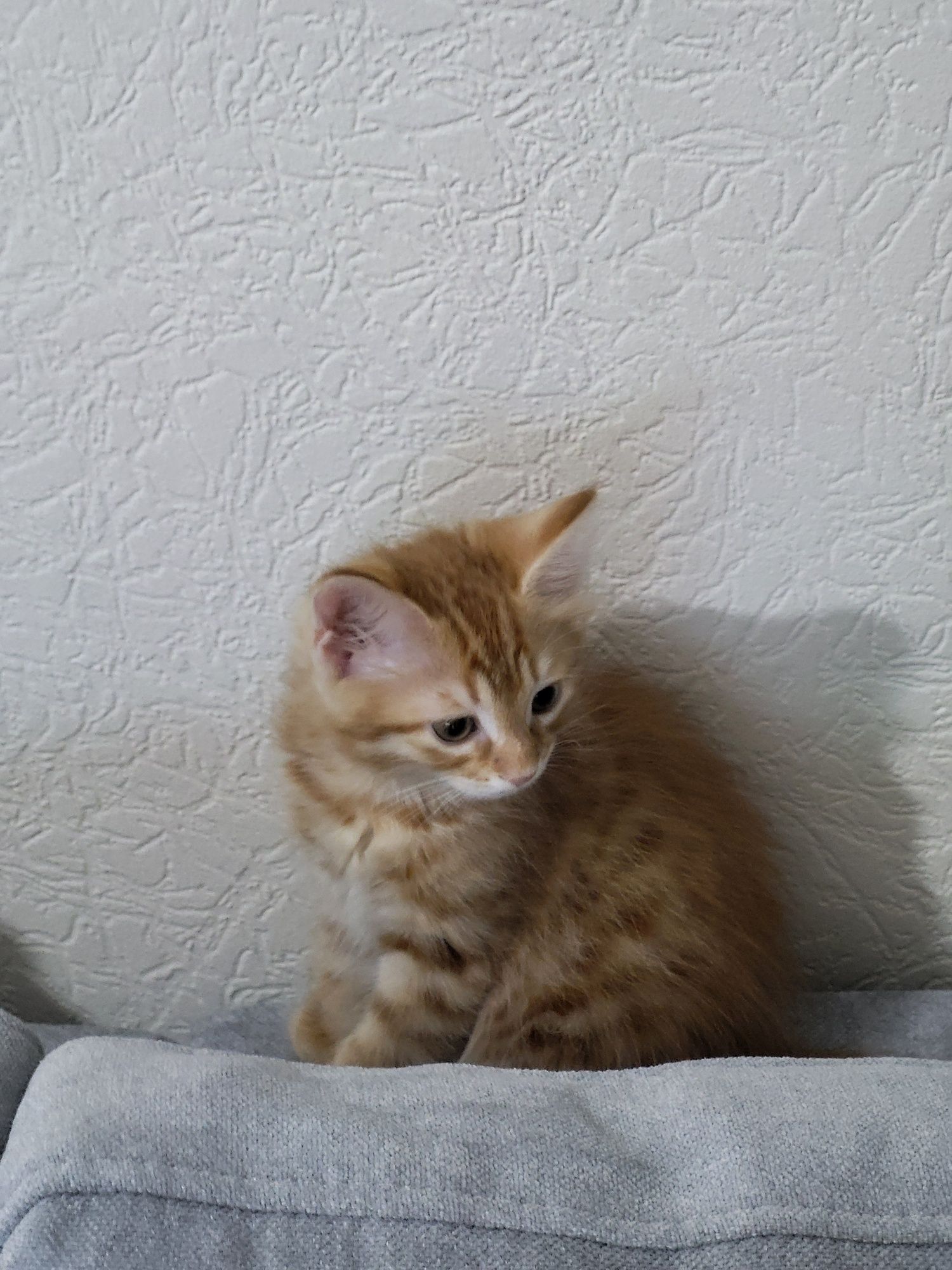 Отдам котёнка в добрые руки