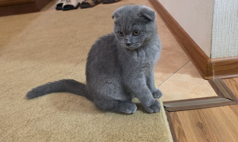 Продается девочка Скотиш фолд