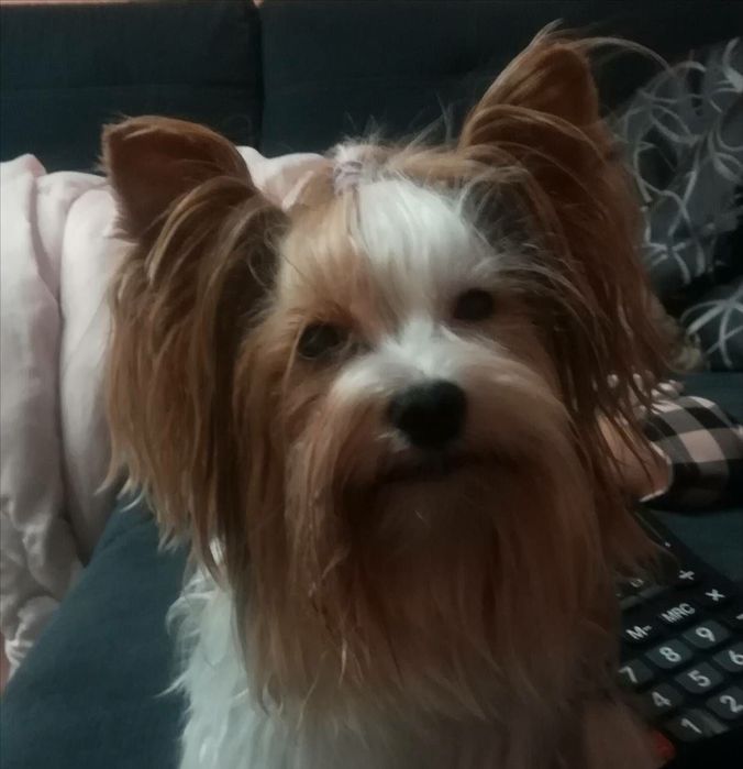 Бивер йоркширски териер