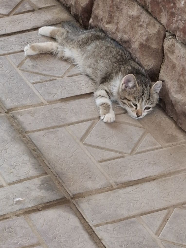 Mushuk bolasi pepul