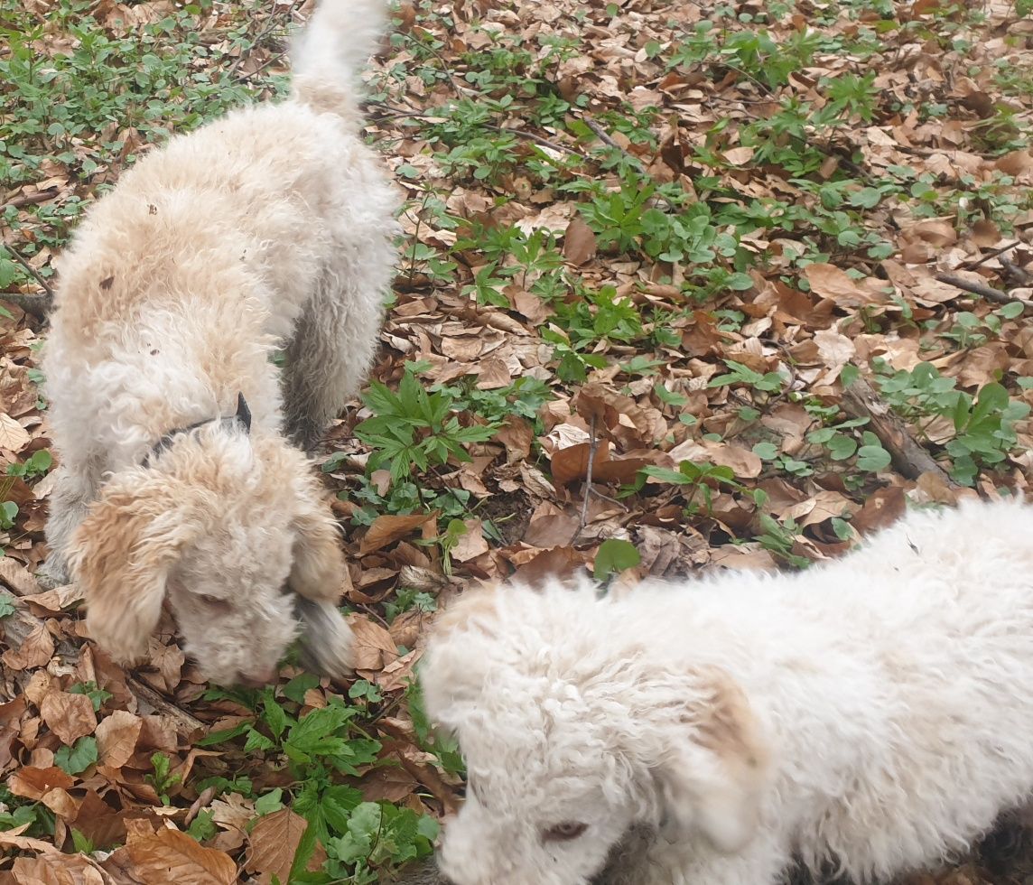 Femela Lagotto romagnolo trufe