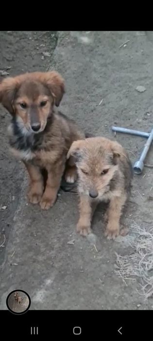 Отдадим в хорошие руки , антидепрессанты , сторожа