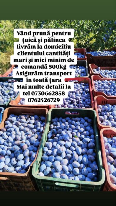 Vand prune pentru tuica 100% coapte