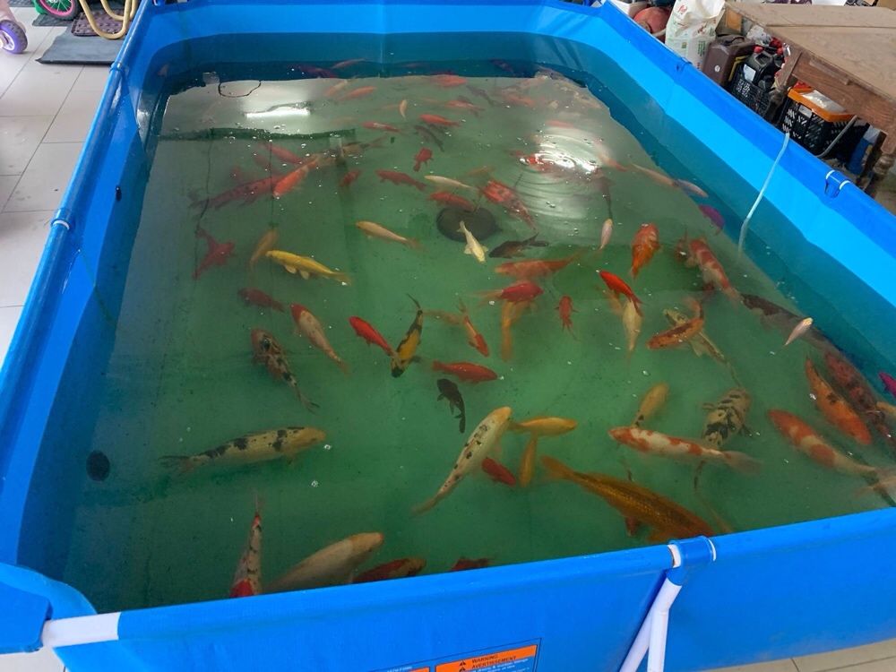 Crap Koi 15-50cm