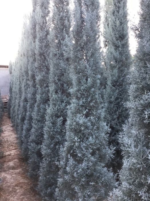 Arizonskiy kiparis archalari sotiladi xar xil razmerlari bor