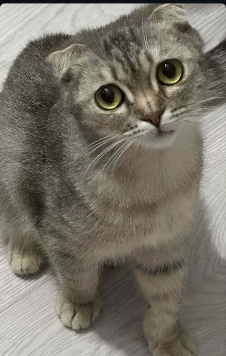 Вислухой шотланский мысық