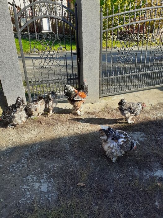 Ouă brahma porțelan