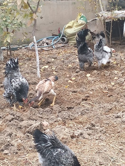 Брама хурозла сотилади