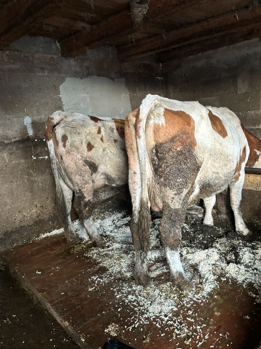 Vand jurinci baltate