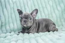 Bulldog francez - blue, ochii albaștrii - buldog francez