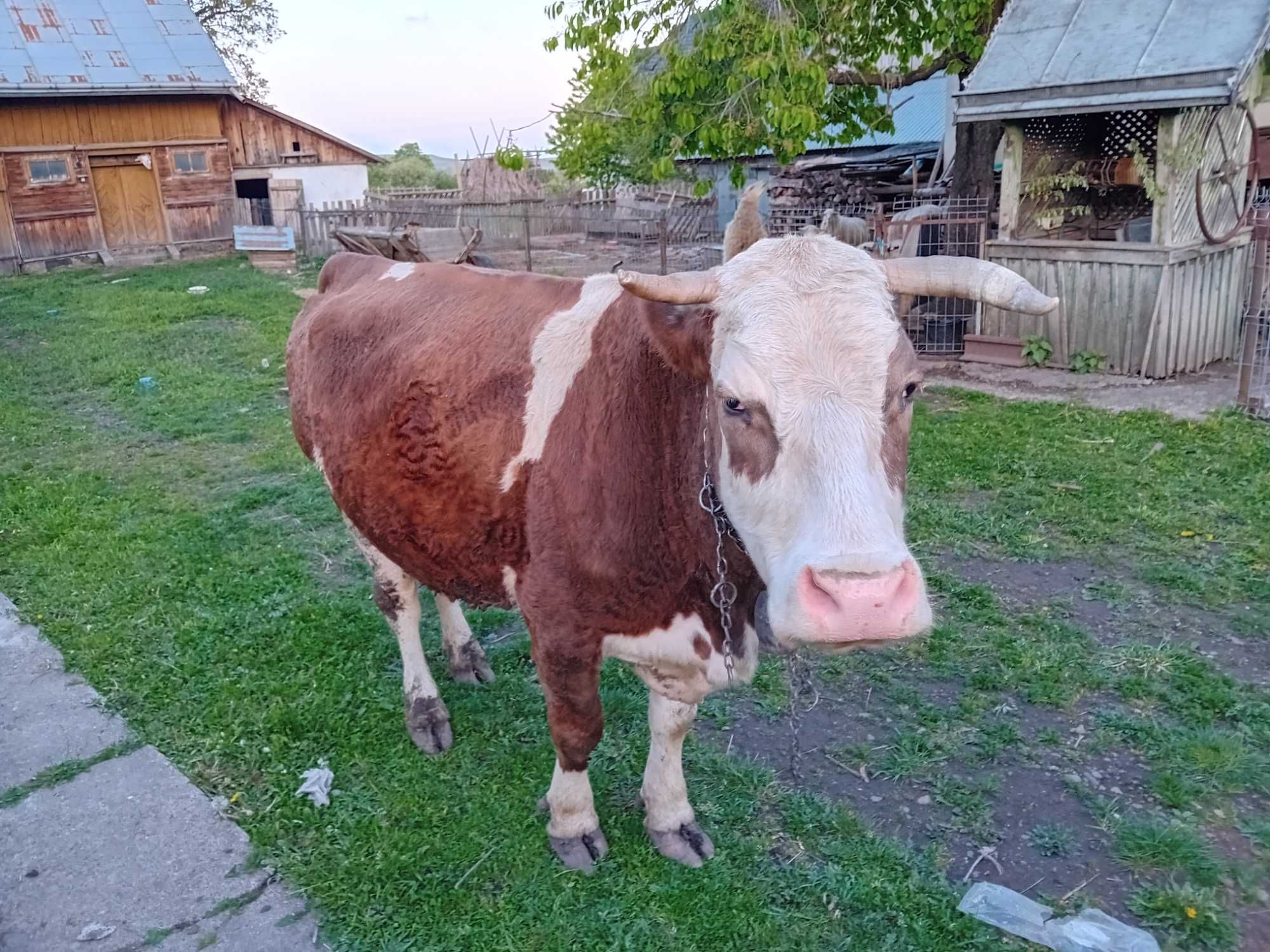 Vând vaca baltat românească