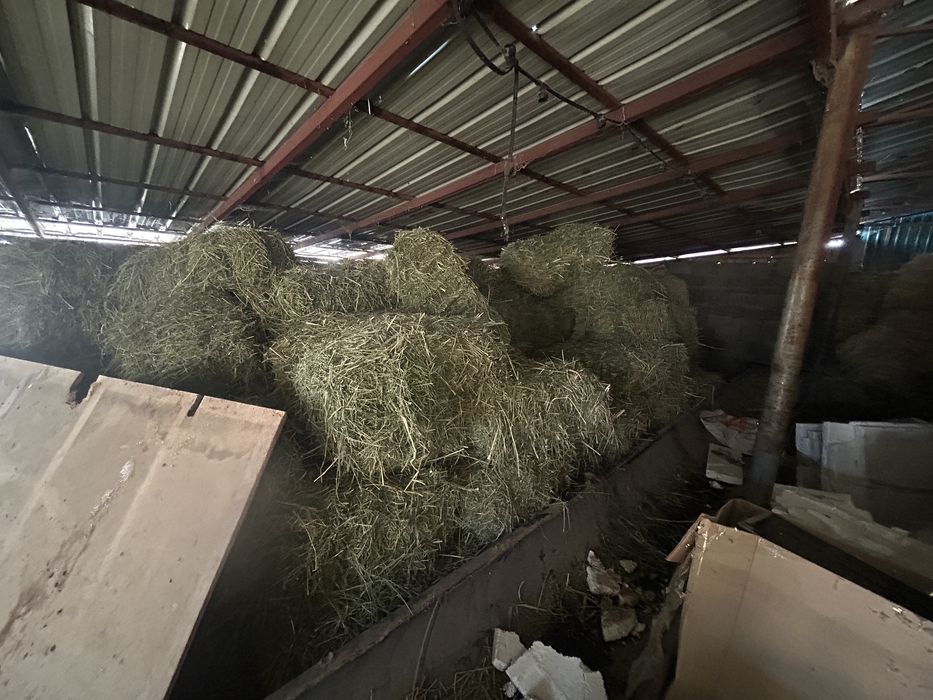 Шөп сатылады 2кост