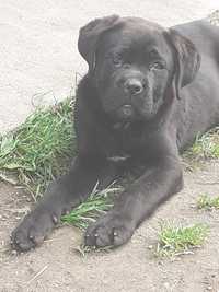 Vand catelusa Cane Corso