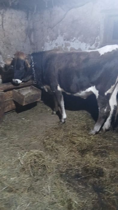 Vând o jurincă de 9 luni