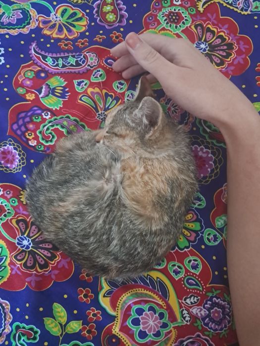 Ласковый котёнок в добрые руки. Многоцветный, ребенок