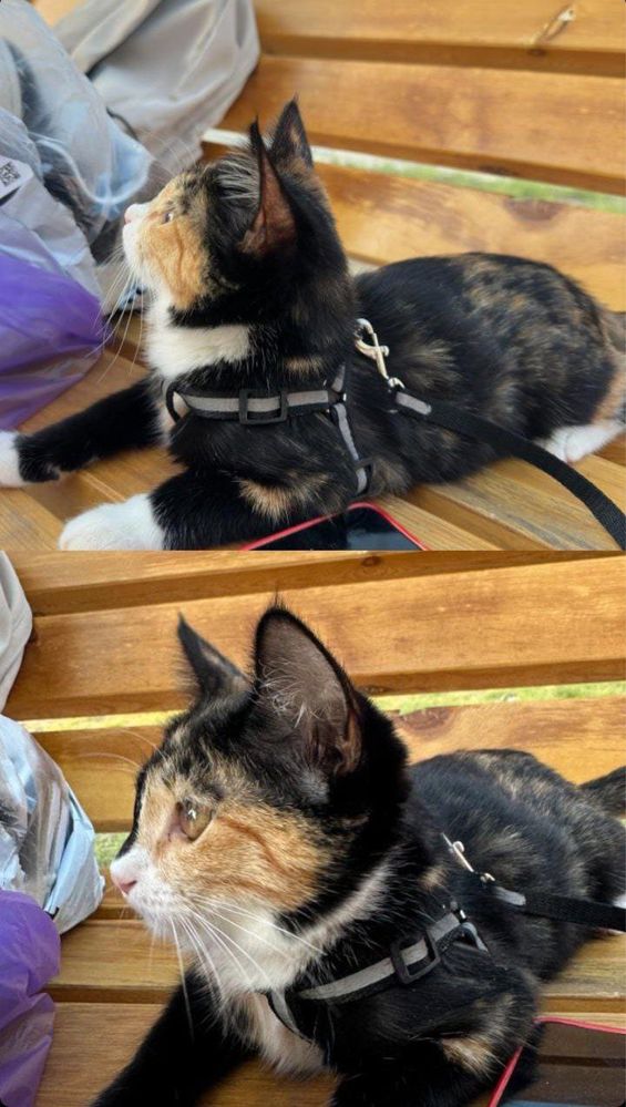 Кошка в добрые руки приучанный к лотке