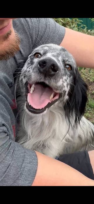 Щенок , молодой пёс Сеттер