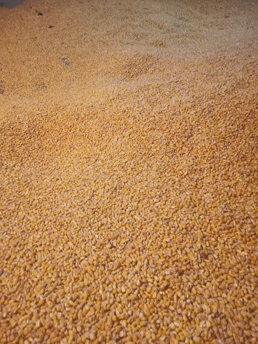 Vand porumb boabe 2025