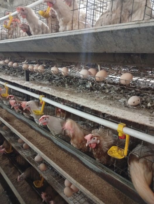 8-9 ойлик ваксиналари килинган товуклар сотилади