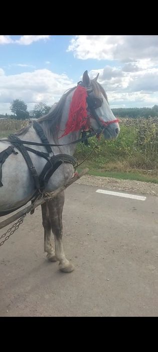 Vând cal  de 7 ani  cuminte