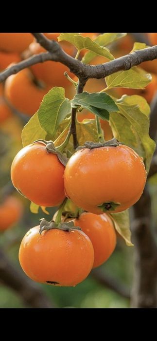 Gutui.Cires.Prun.Alun.Nuc.Paulownia.Tei.Mesteacan.Stejar.Castan.Corn