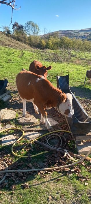 Vând vițauă bălțată