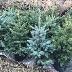 Декоративный Растения