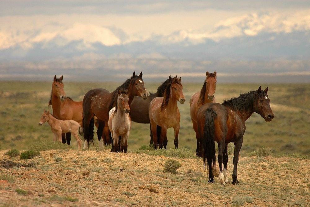 Жылкылар, Туйелер, баскада малдар сатылады