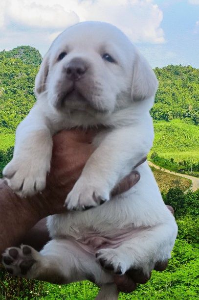 Labrador Retriever cu pedigree A FCI