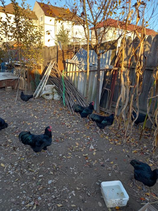 Vând cocoși din rasa Australorp
