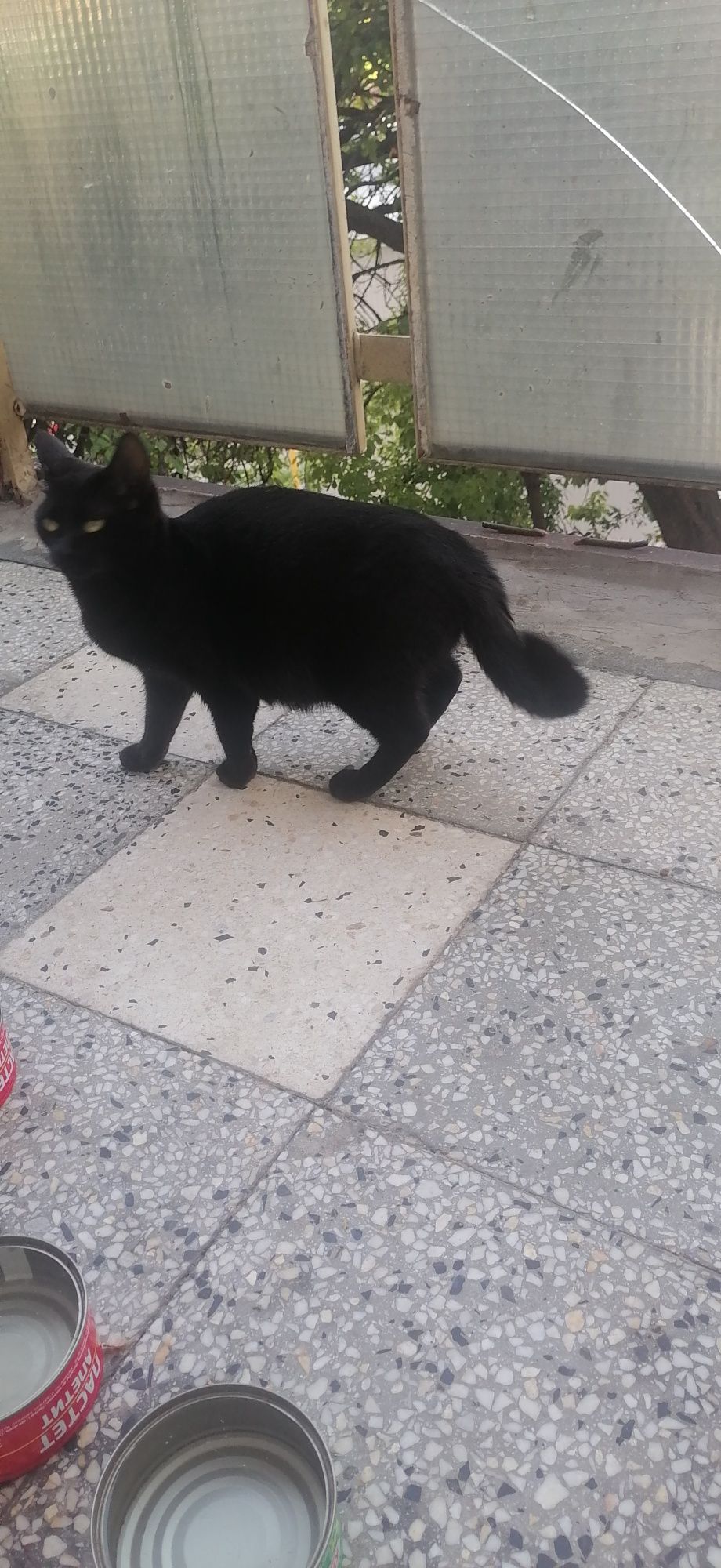 Подарявам черно коте