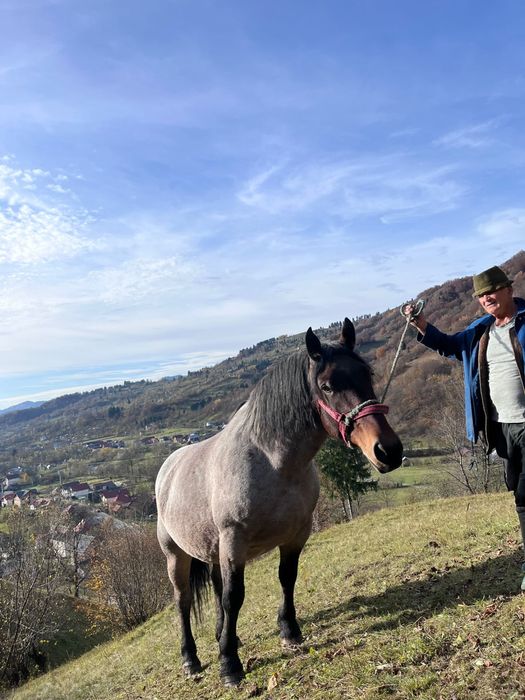 De vanzare iapa gestanta