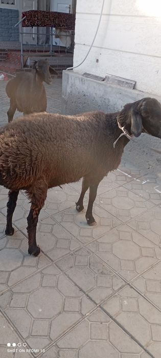 Uy sharoitida boqilgan yeyishiga garantiya