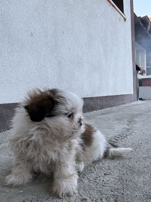 Vand mascul Shih Tzu