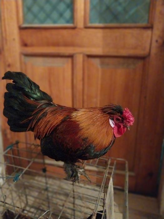 Япон хороз ва товуклар сотилади