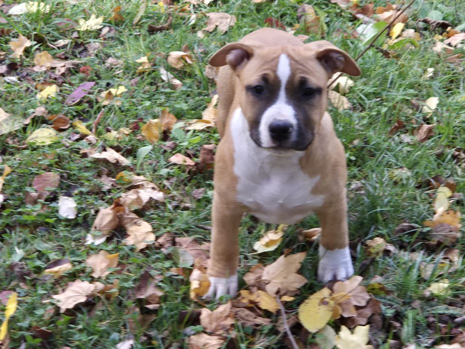 Femela 3 luni american staffordshire terrier cu pedigree
