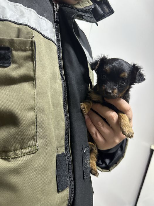 Мини той-терьер