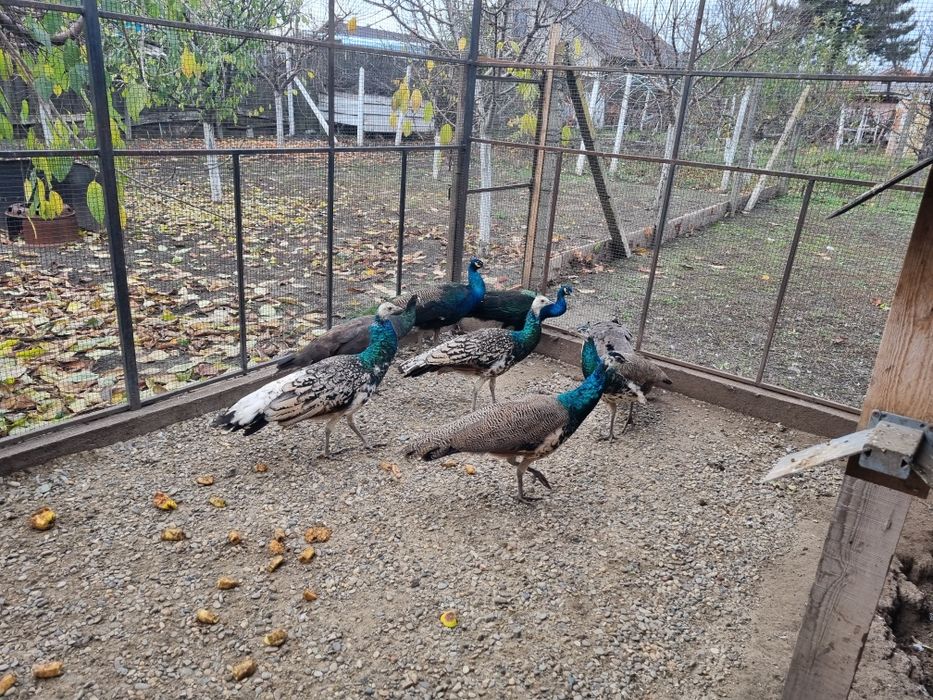 De vânzare Păuni Umăr Negru tineret