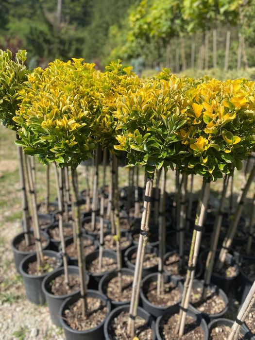 Plante ornamentale ce aduc prospețime și energie pozitivă