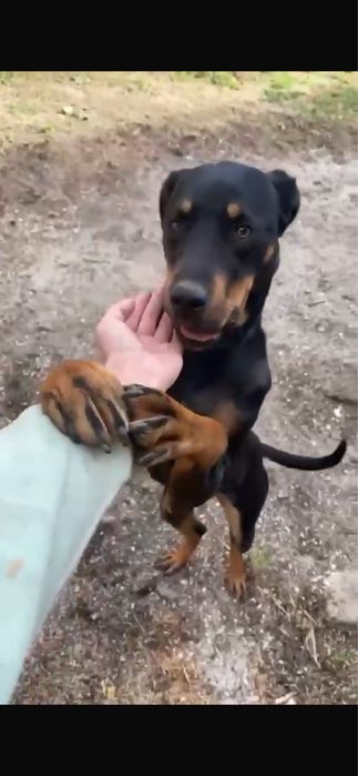 Donez catelusa copoi ardelenesc