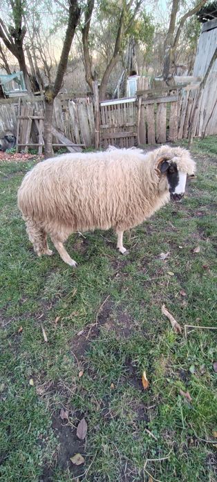 Vind oaie al treilea miel.