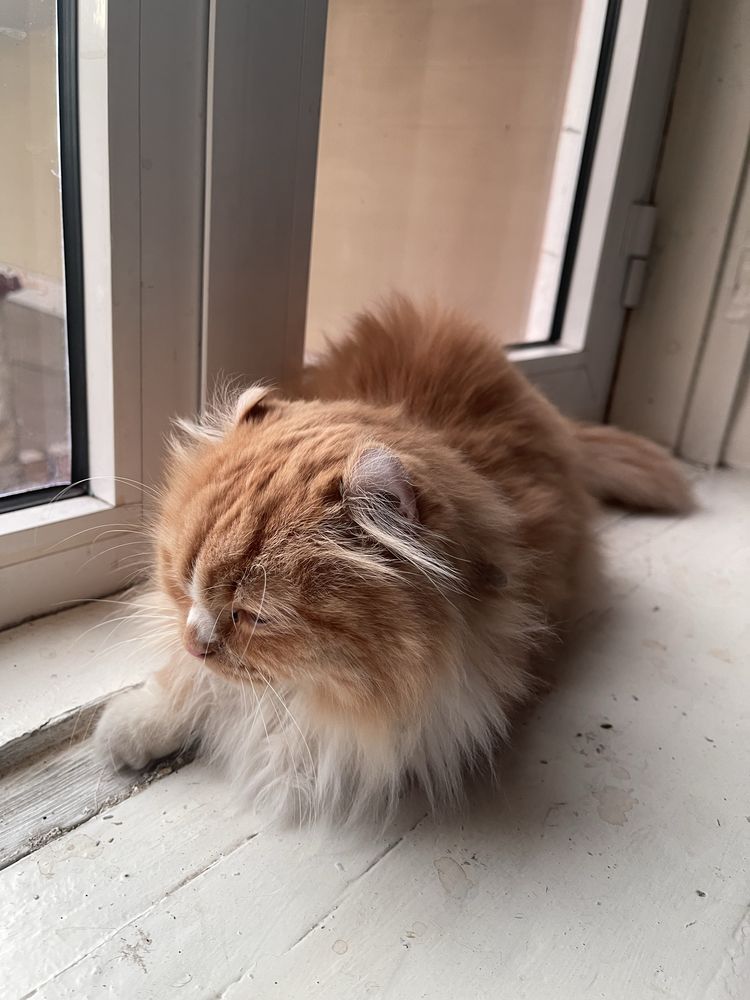 American curl juft