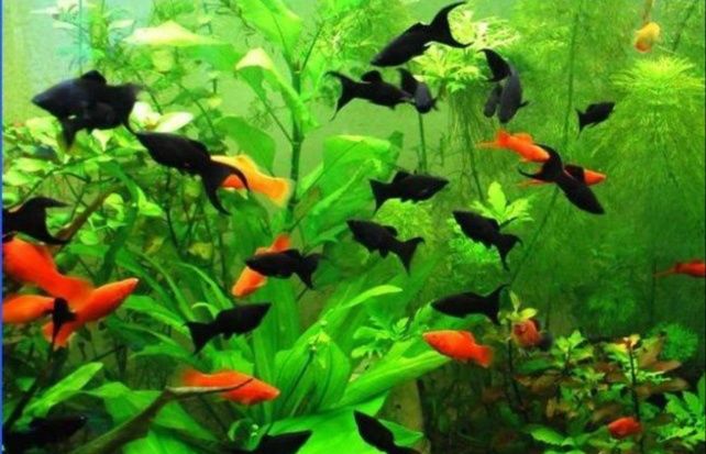 Меченосцы - Красные, Кубинские (Green and Red) . и другие рыбки