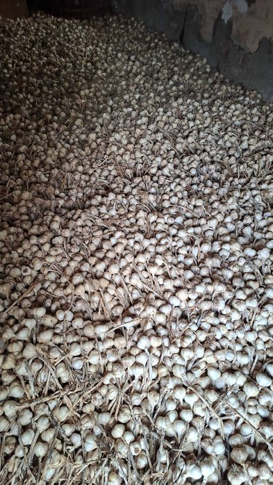 Usturoi roz românesc