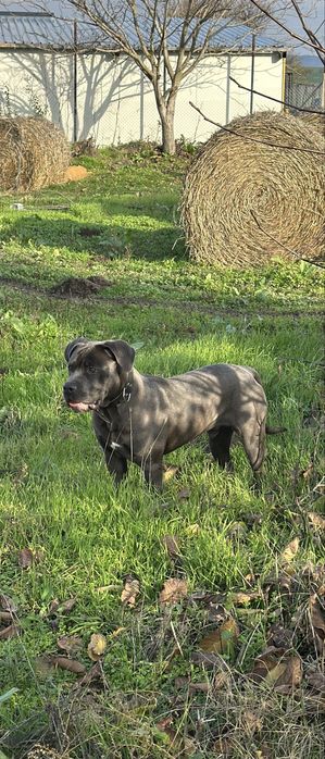 Мъжко кане корсо