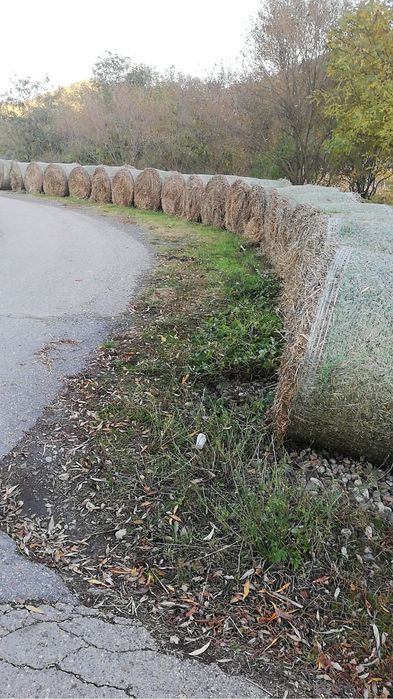 Vând porumb grau și baloti de păioase